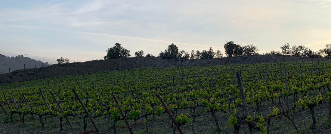 Vins d'alçada a Prades