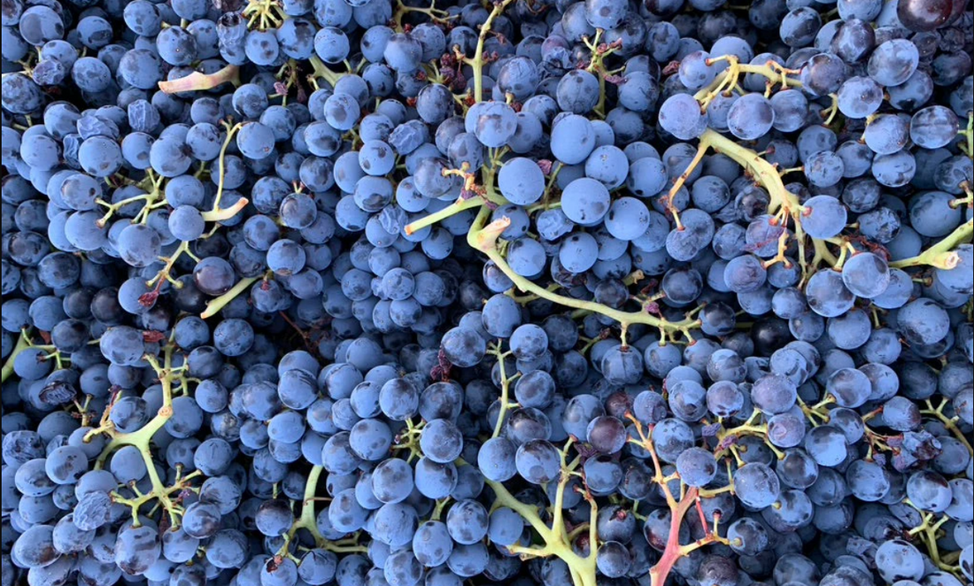 Raïm i vi ecològic