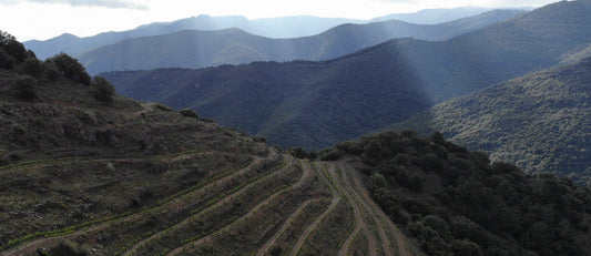 Vins d'alçada a Prades