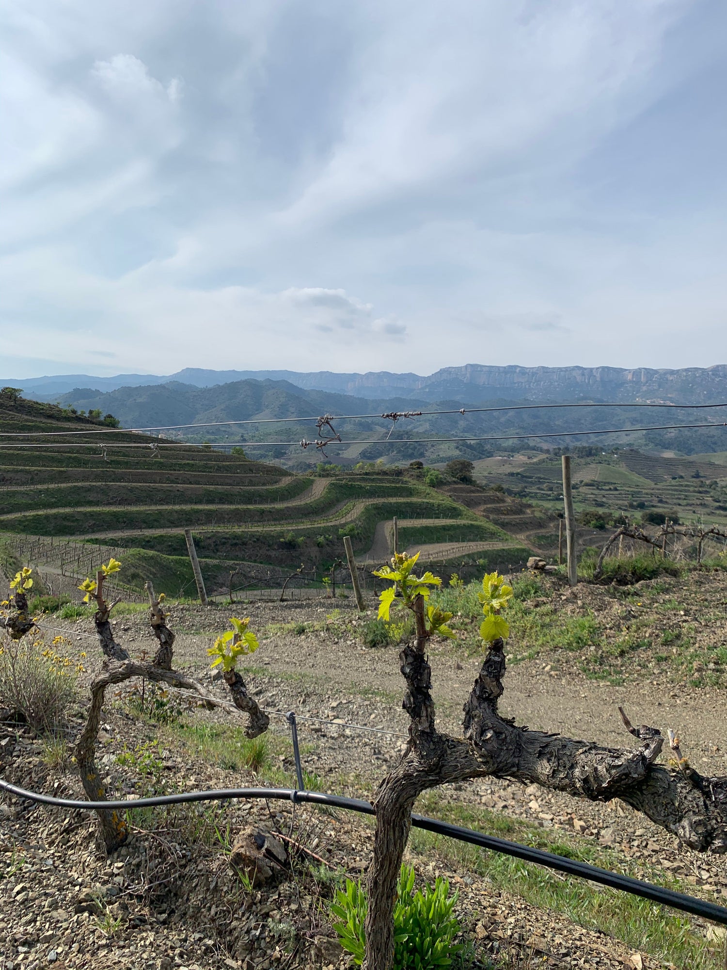 Vinyes DOQ Priorat a Poboleda