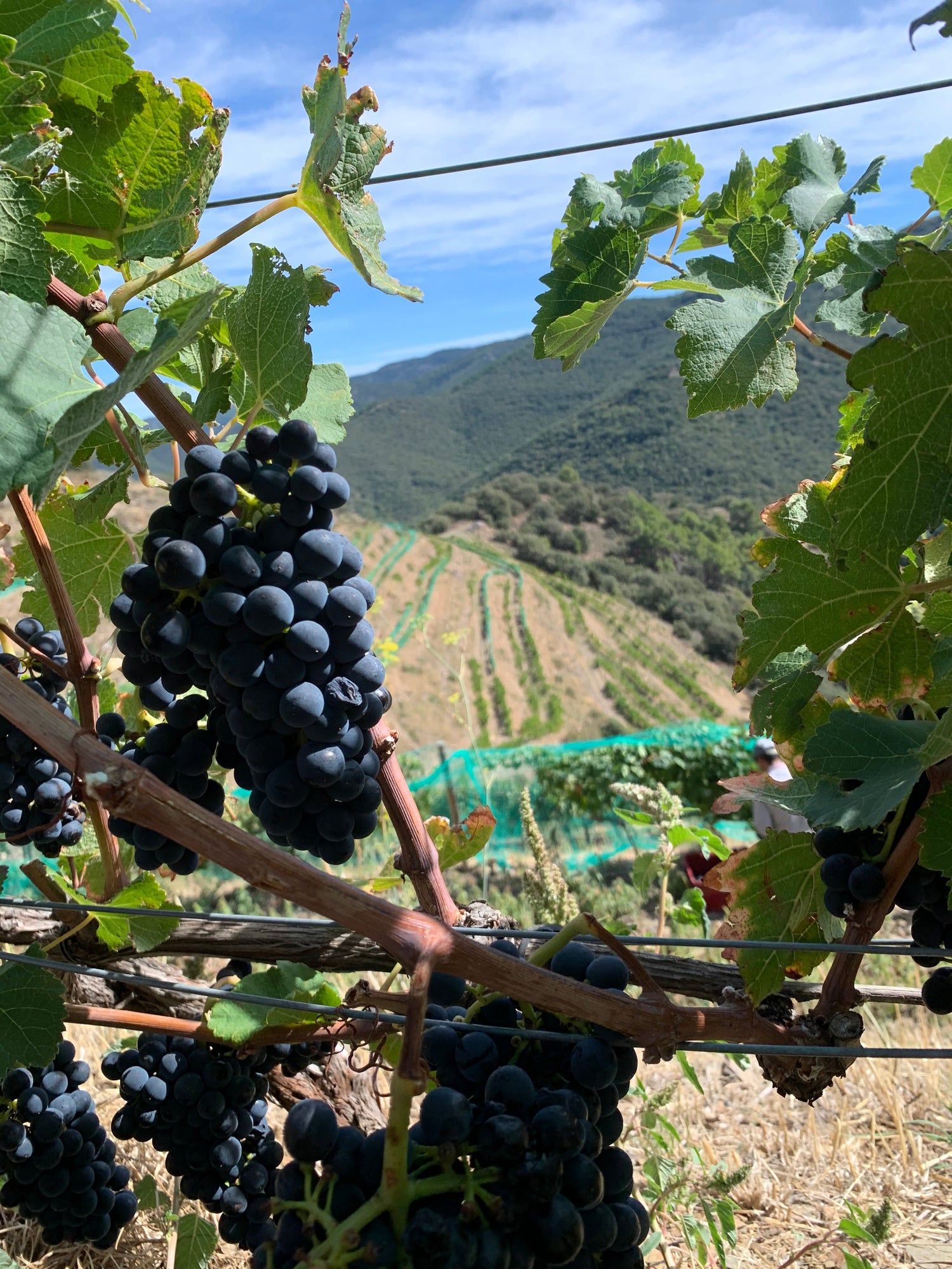Vinya dels Cellers Totó Marqués a Prades
